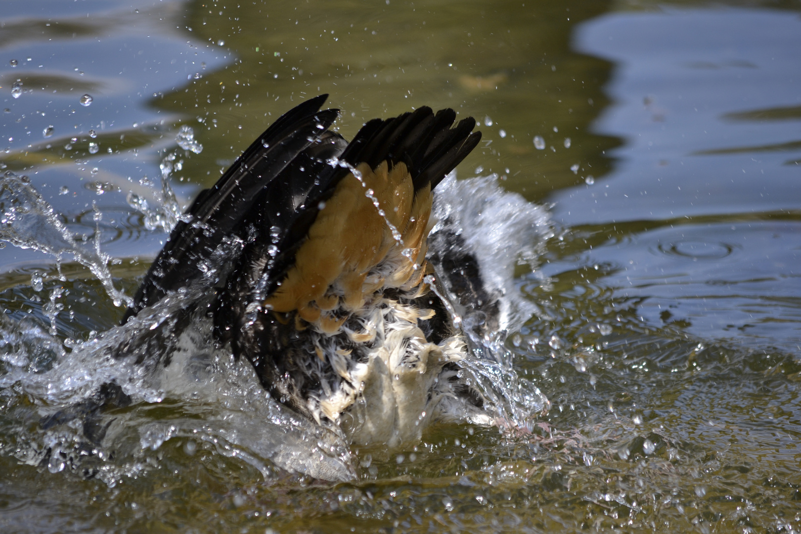 Wasserspiele