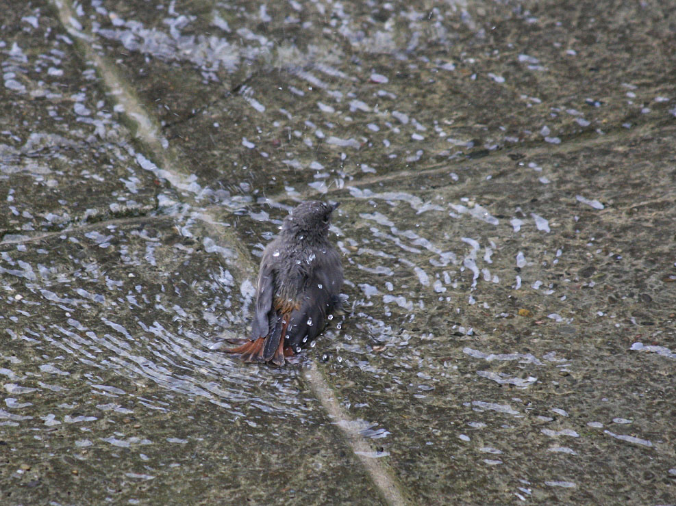 - Wasserspiele -