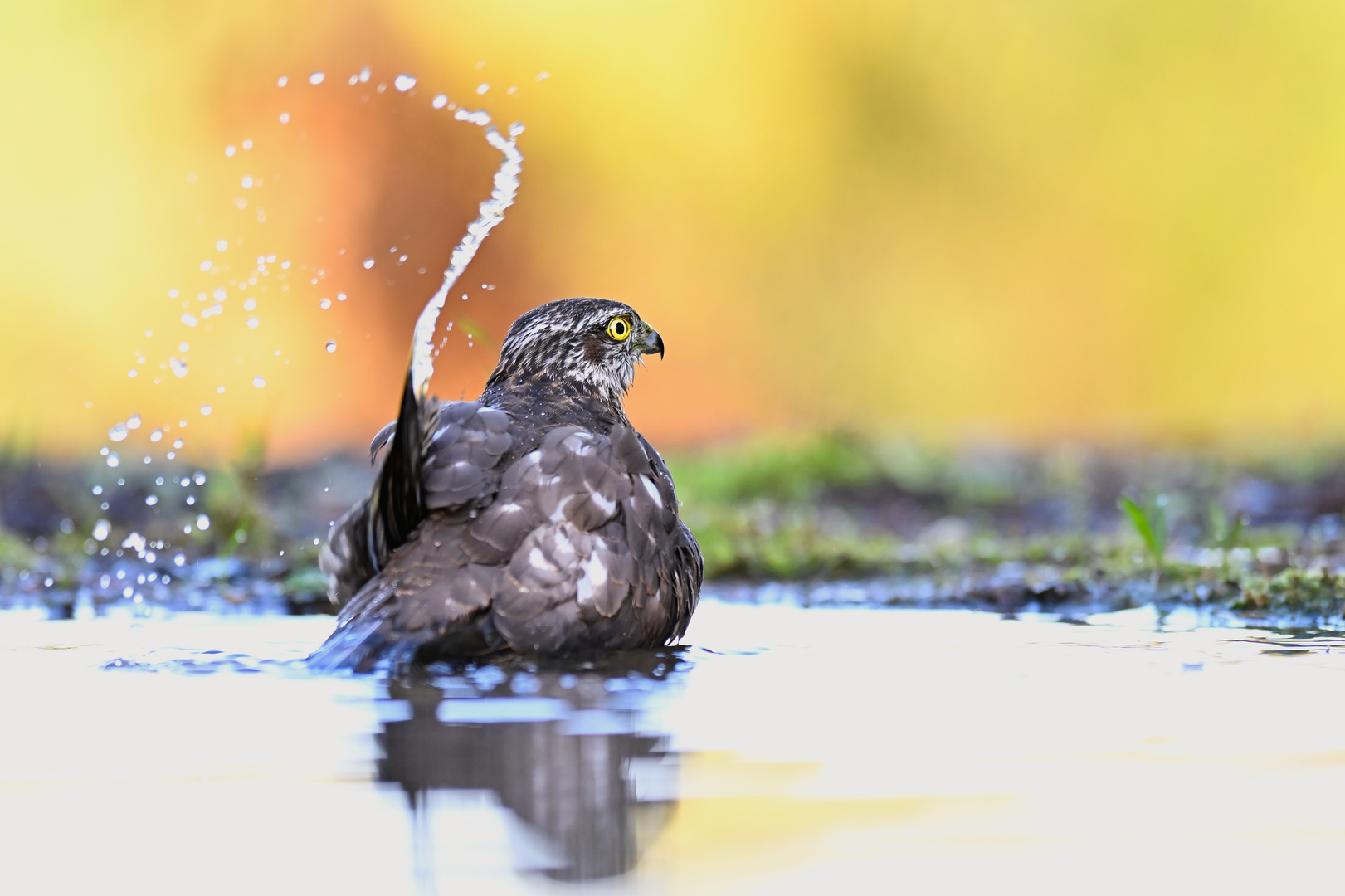 Wasserspiele..