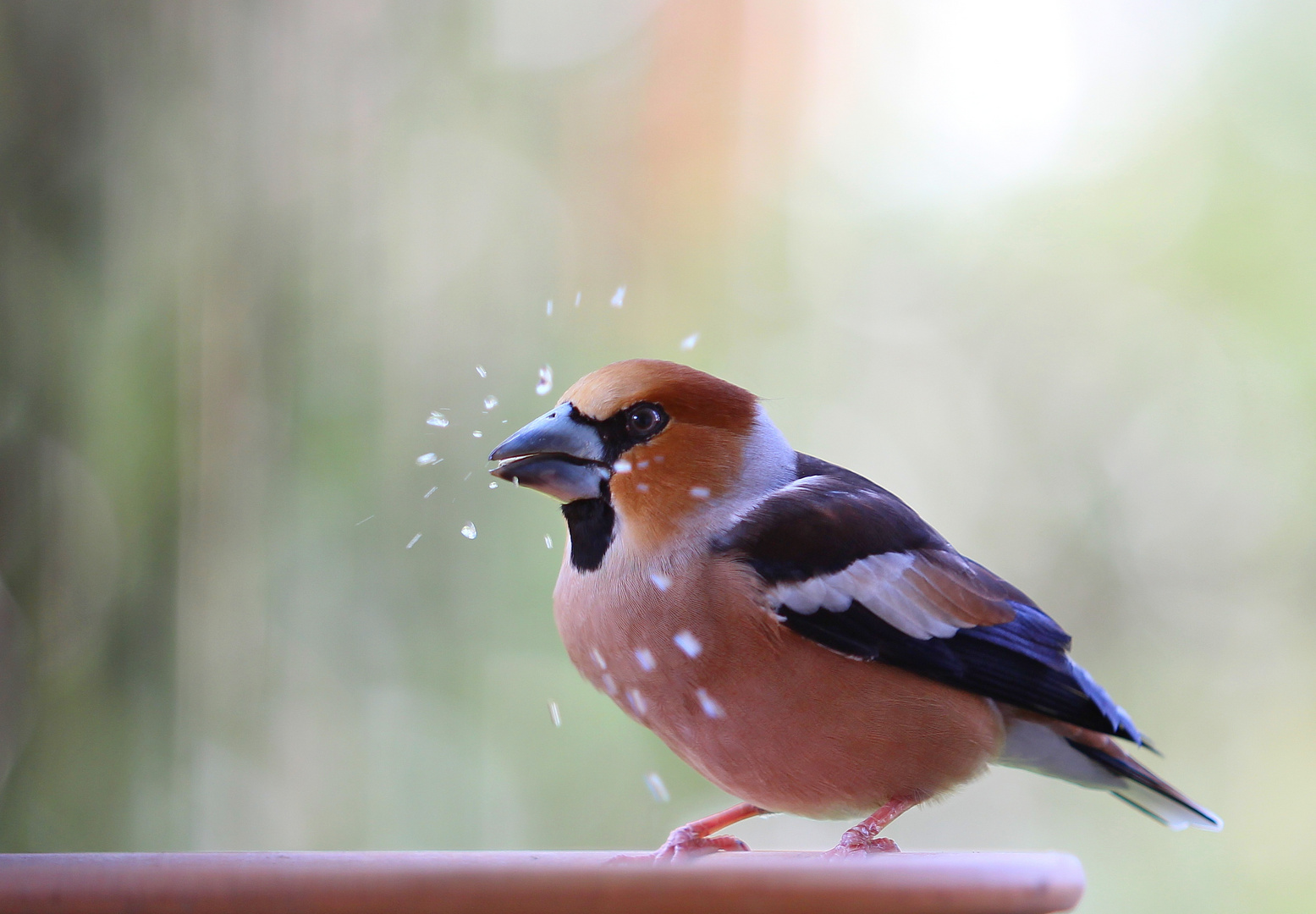 Wasserspiele