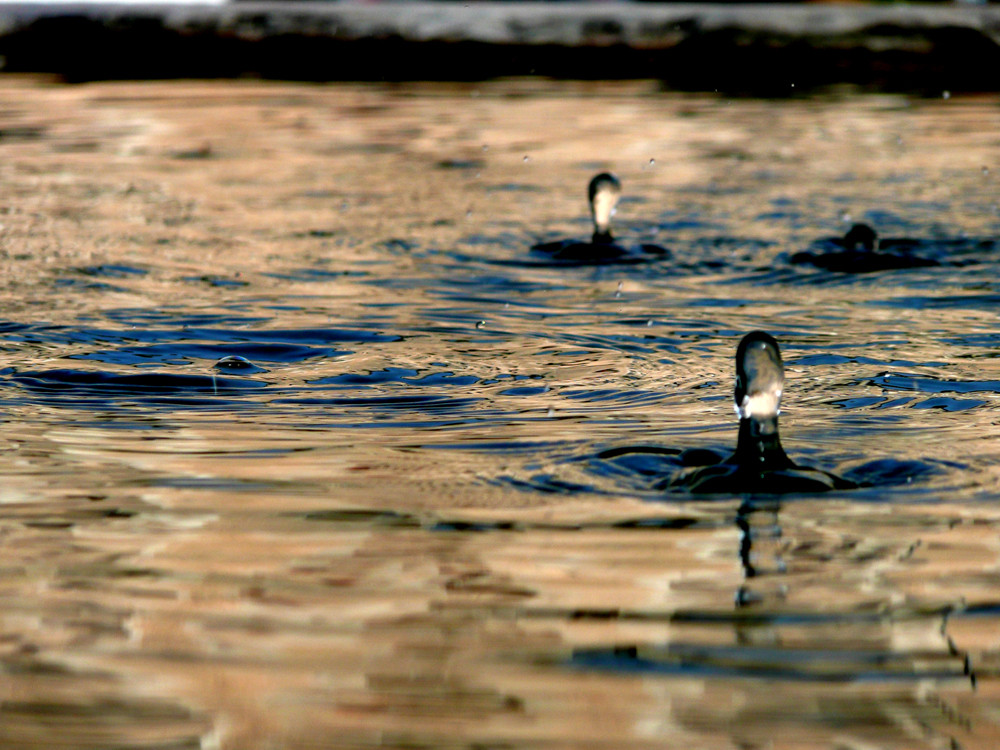 wasserspiele