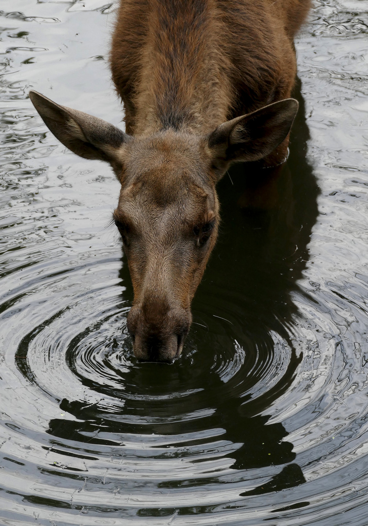 Wasserspiele