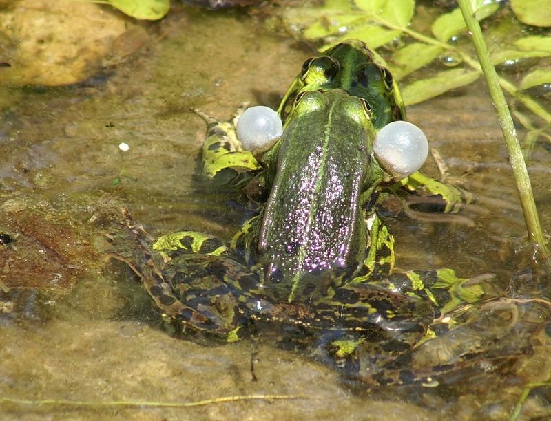 Wasserspiele