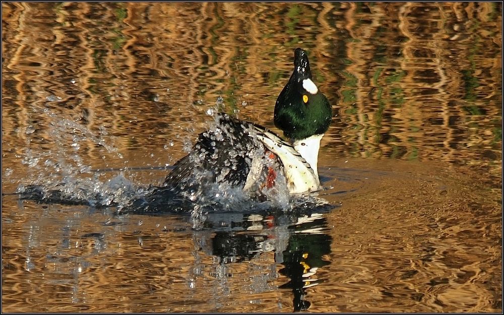 Wasserspiele