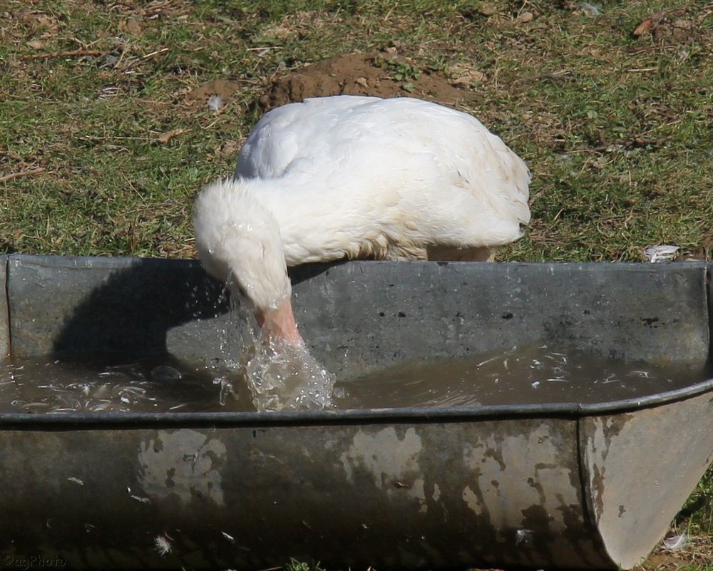 Wasserspiele