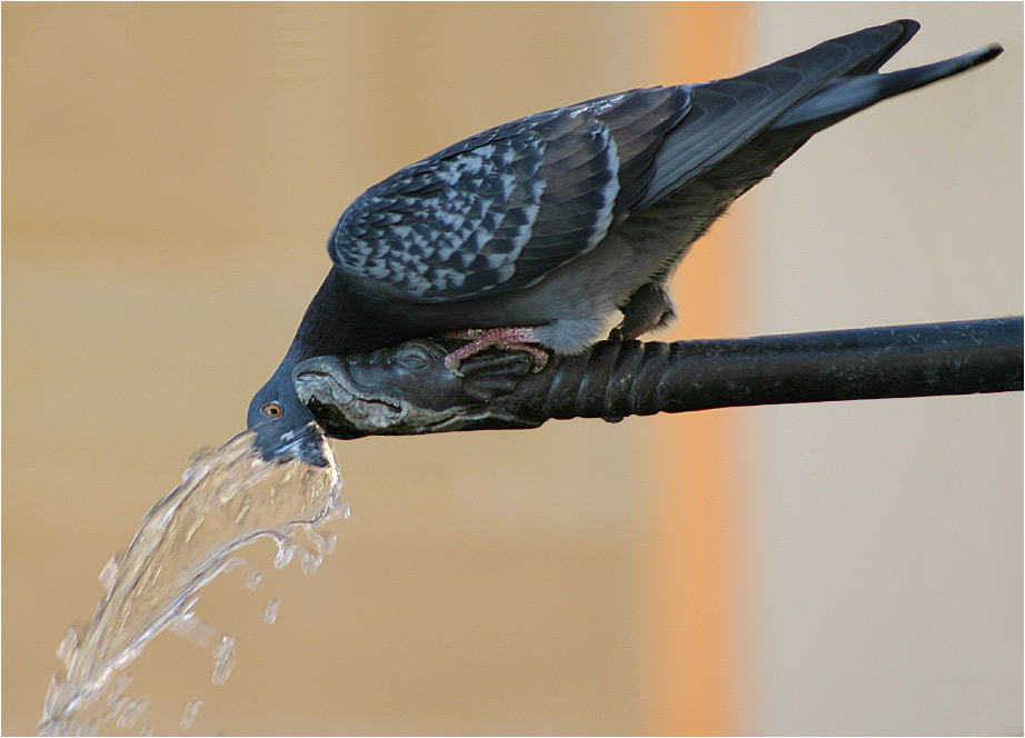 Wasserspiele