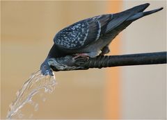 Wasserspiele