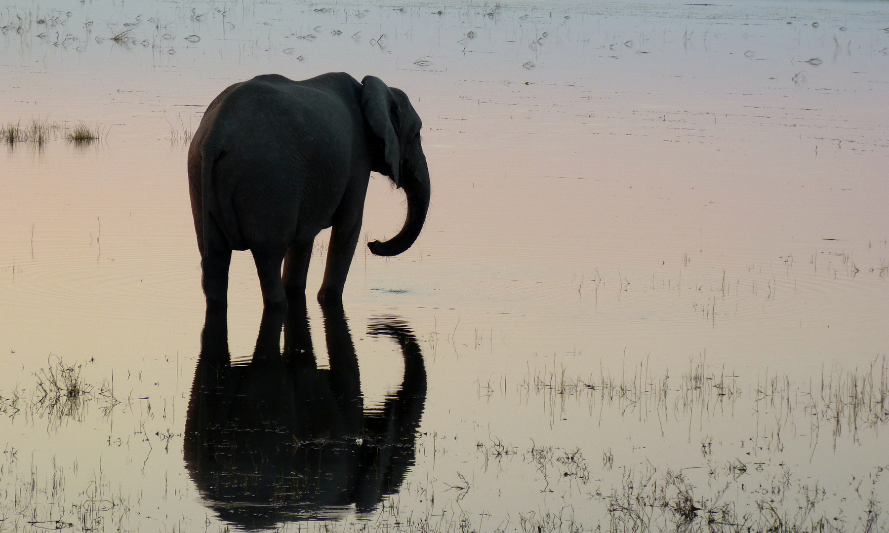 ´Wasserspiele am Abend im Chobe-park´