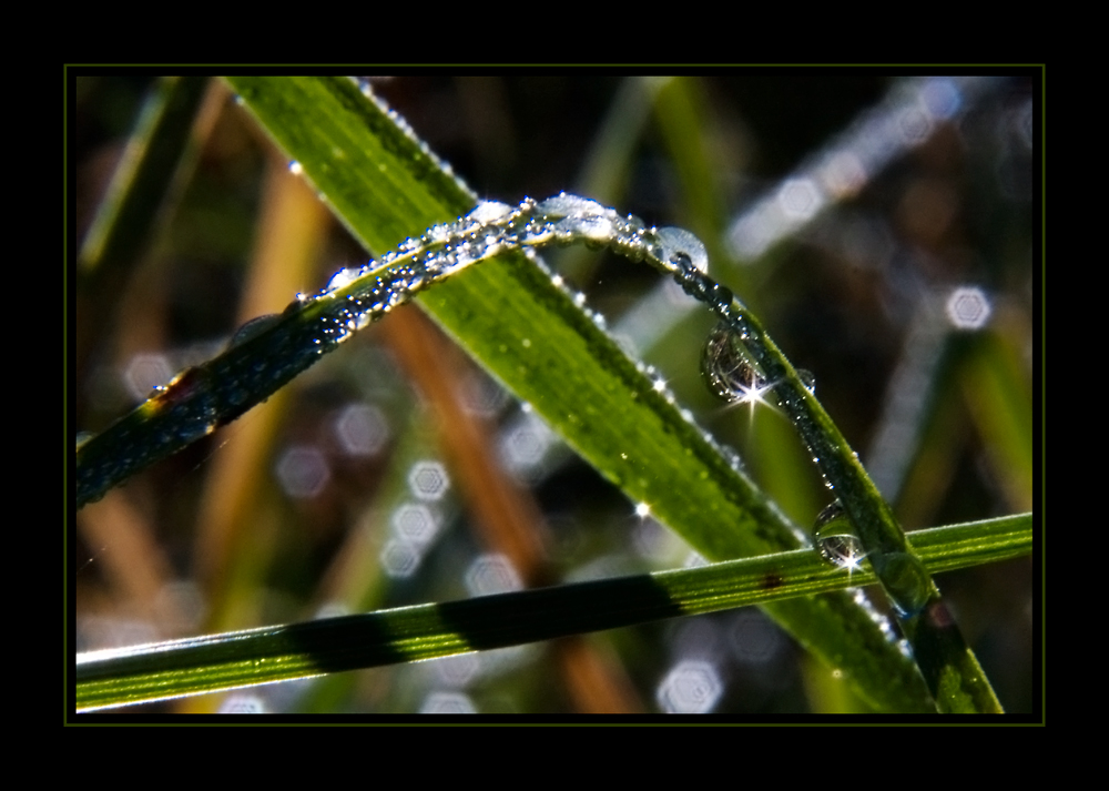 Wasserspiele CLXXII