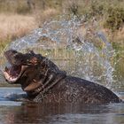 Wasserspiele