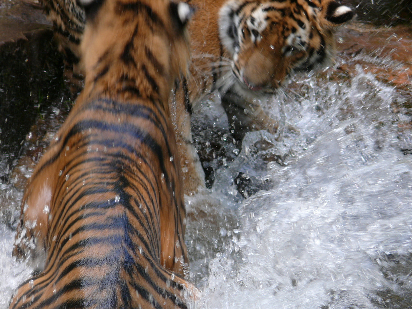 Wasserspiele der "besonderen Art"