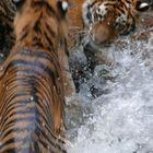 Wasserspiele der "besonderen Art"