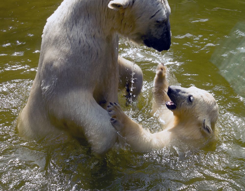 Wasserspiele der Esibärenfamilie