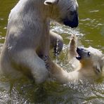 Wasserspiele der Esibärenfamilie