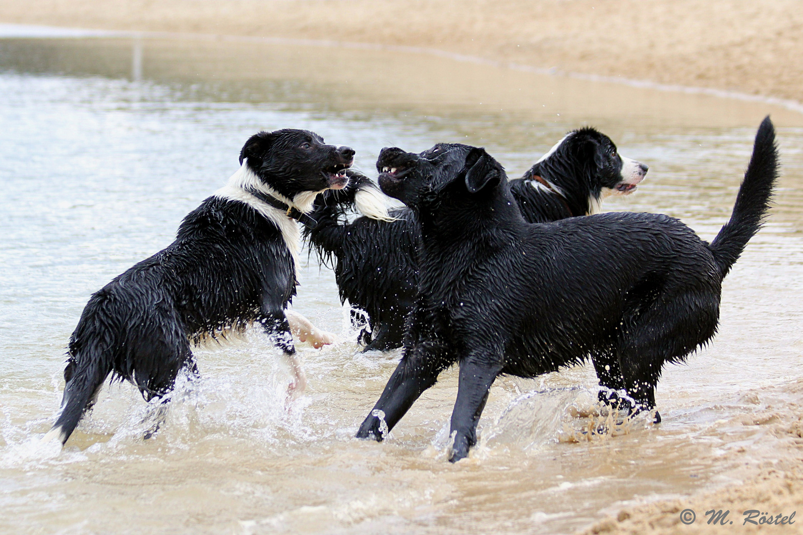Wasserspiele der "Seehunde" I