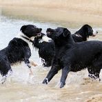 Wasserspiele der "Seehunde" I