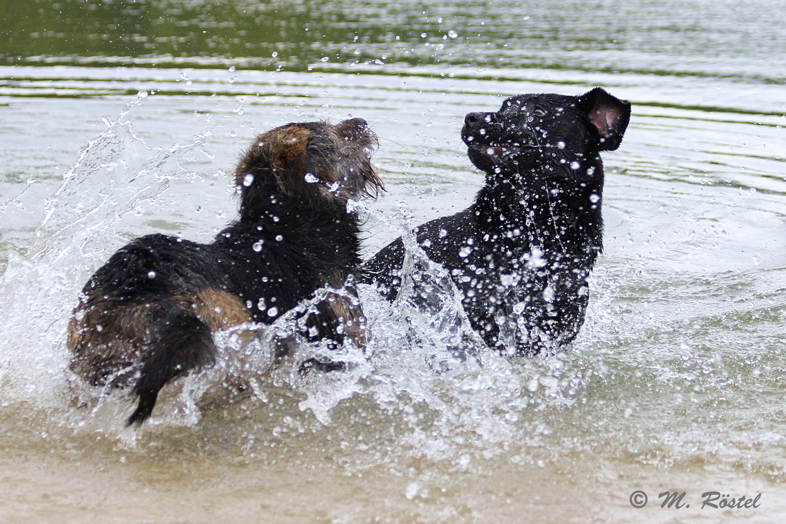 Wasserspiele der "Seehunde" II