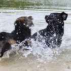 Wasserspiele der "Seehunde" II