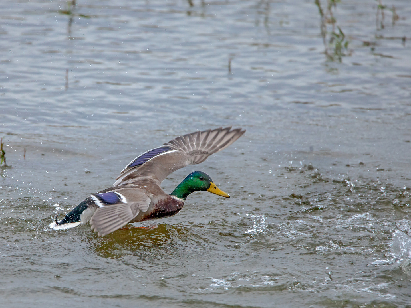 Wasserspiele der Stockenten