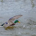 Wasserspiele der Stockenten