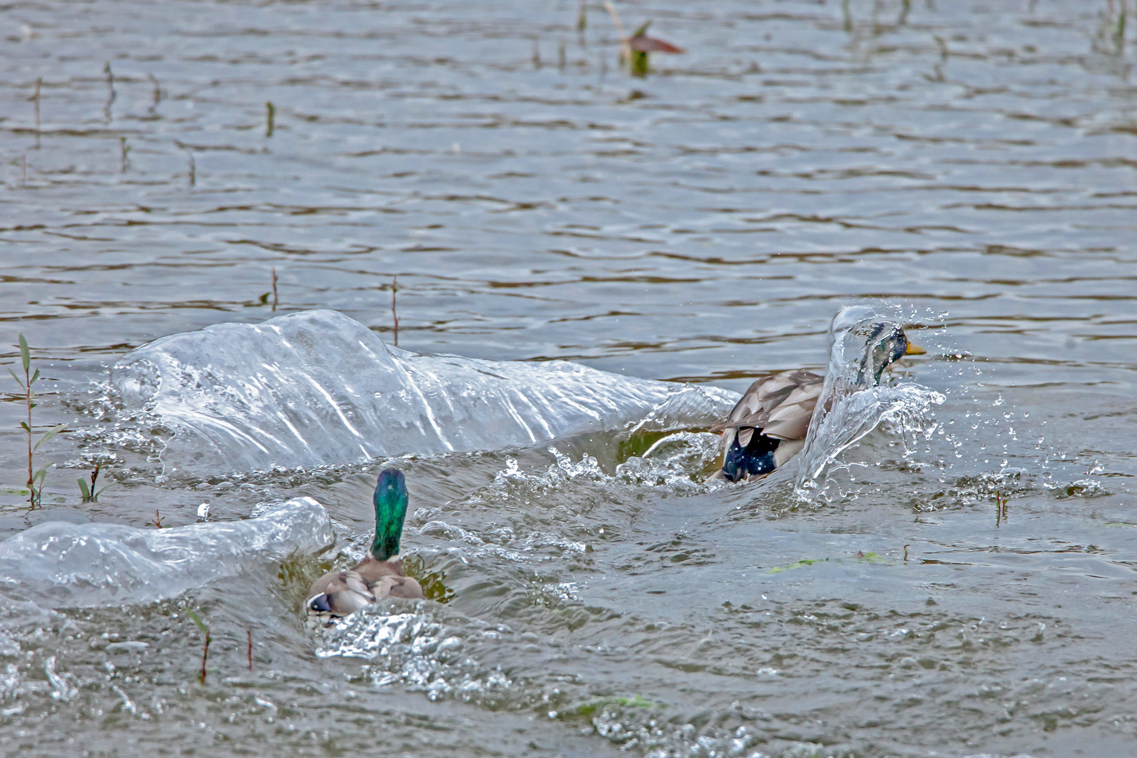 Wasserspiele der Stockenten