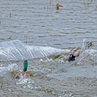 Wasserspiele der Stockenten