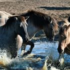 Wasserspiele