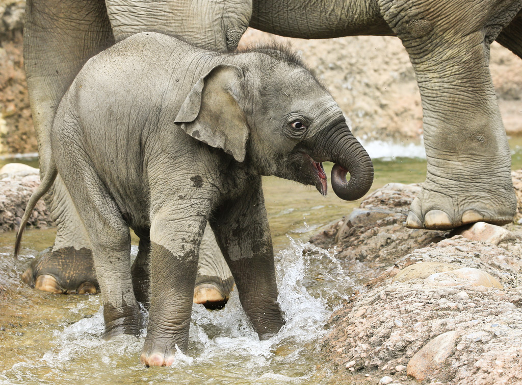 Wasserspiele im Zoo Zürich