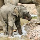 Wasserspiele im Zoo Zürich