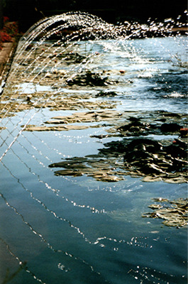 Wasserspiele in Cordoba