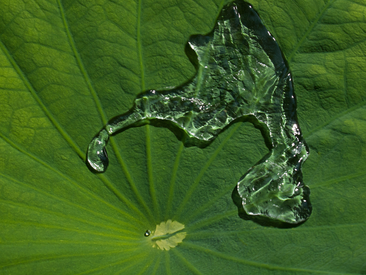 Wasserspiele mit dem Lotoseffekt