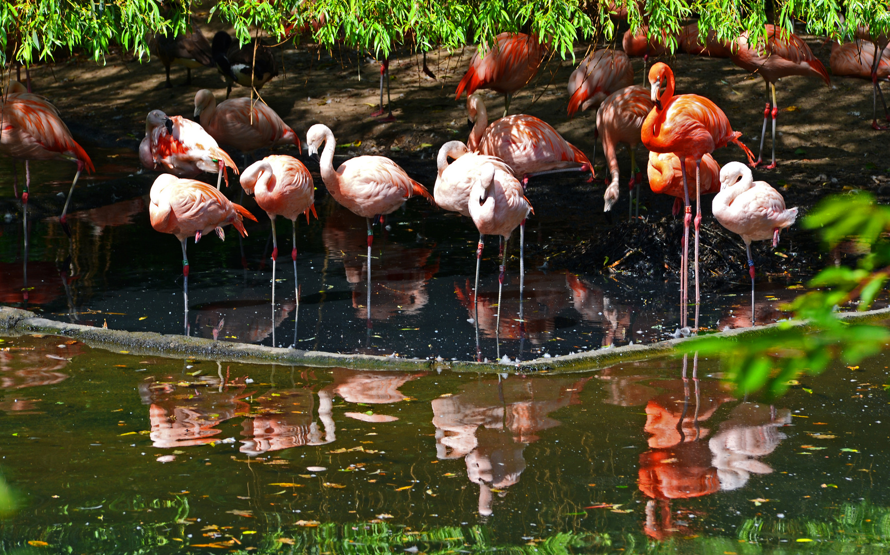 Wasserspiele mit Flamingos