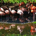 Wasserspiele mit Flamingos