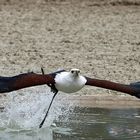 Wasserspiele mit Maus