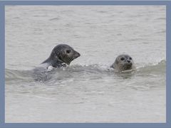 Wasserspiele vor Helgoland