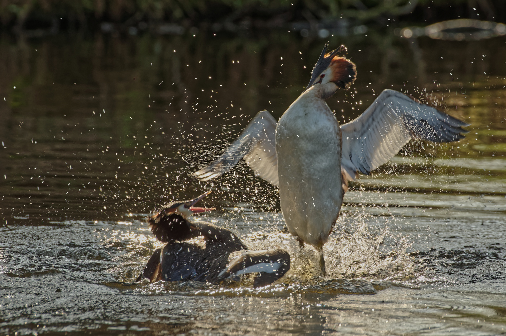 Wasserspiele: Wrestling on the water