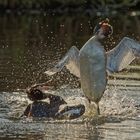 Wasserspiele: Wrestling on the water