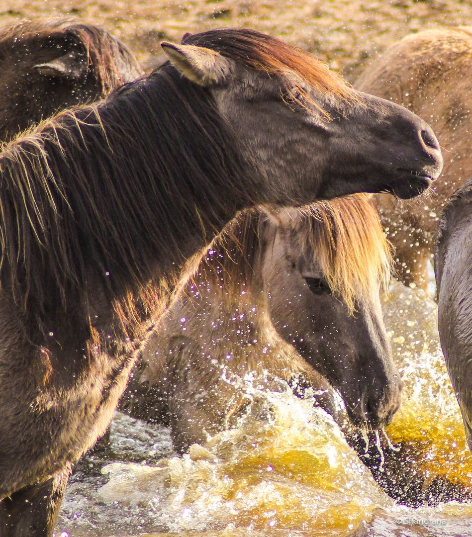 Wasserspiele2