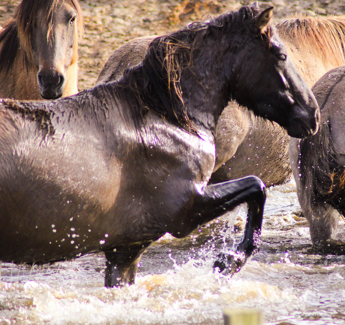 Wasserspiele3