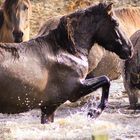 Wasserspiele3