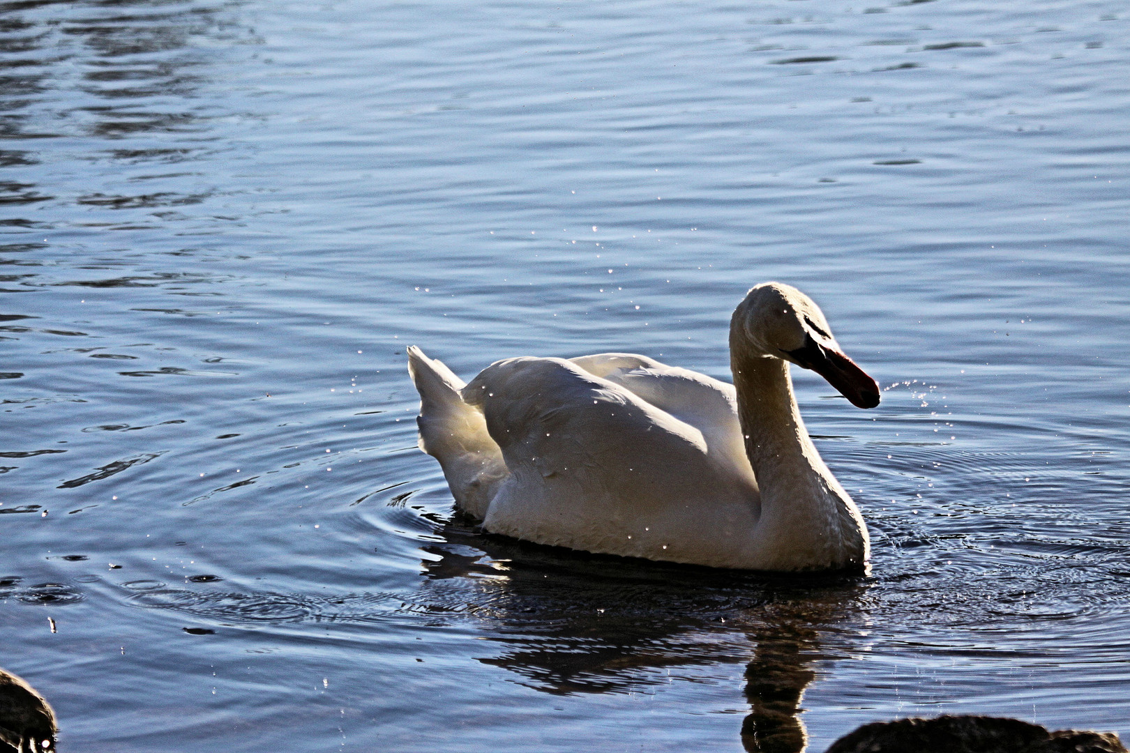 Wasserspielender Schwan an der Isteiner Schwelle, Rhein