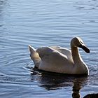 Wasserspielender Schwan an der Isteiner Schwelle, Rhein