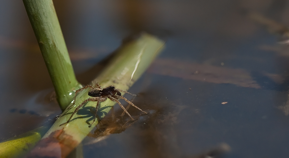 Wasserspinne