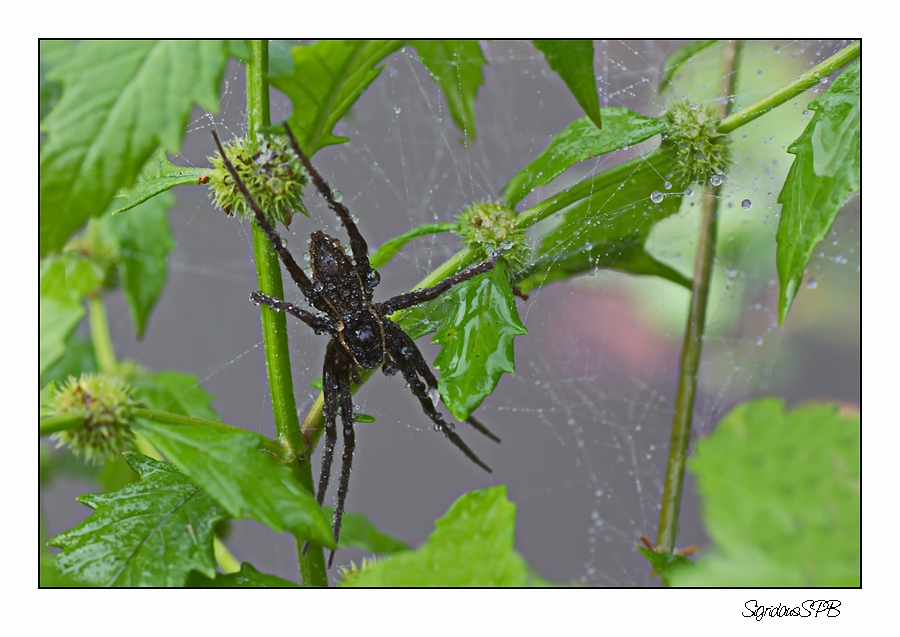 Wasserspinne...