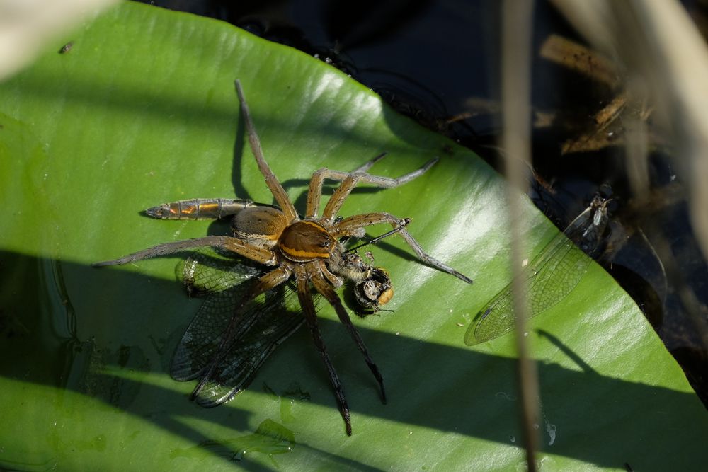 Wasserspinne auf Teichrosenblatt