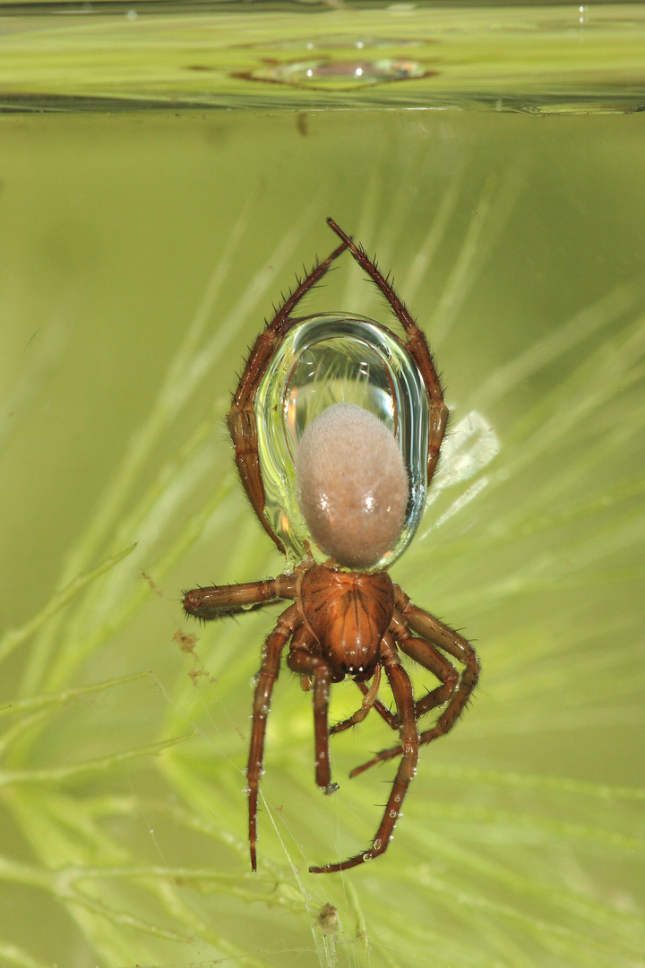 Wasserspinne bringt Luft zur Tauchglocke