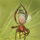 Wasserspinne bringt Luft zur Tauchglocke