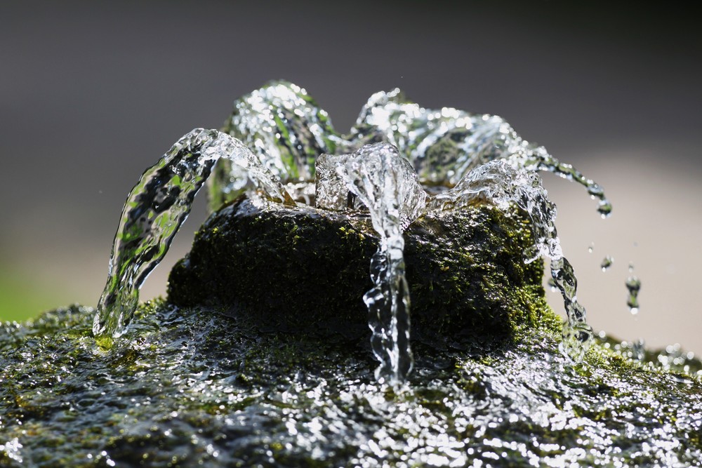 Wasserspinne im Schwetzinger Schloß