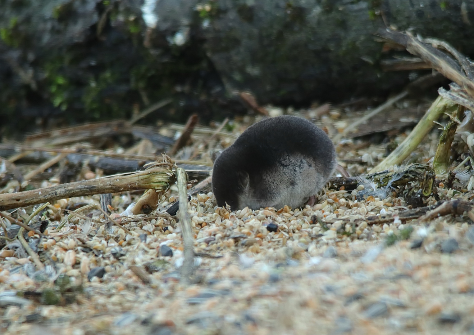 Wasserspitzmaus