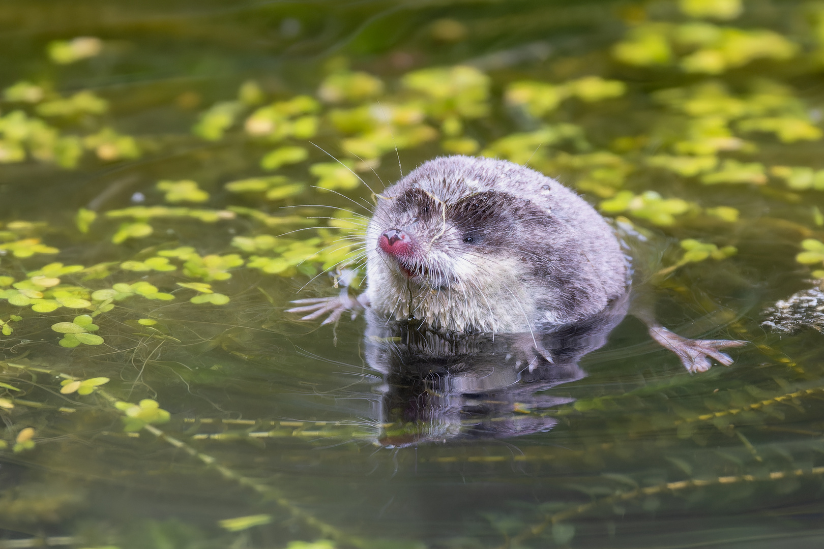 Wasserspitzmaus